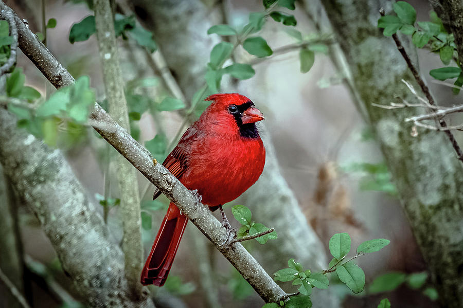 Cardinal Photograph by Bob Bell