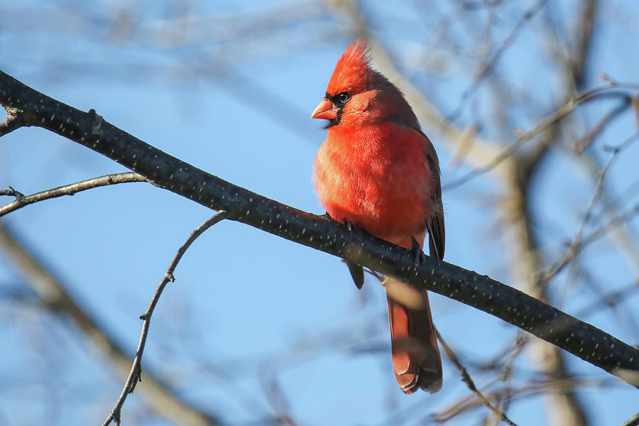 Cardinal Photograph by Brook Burling