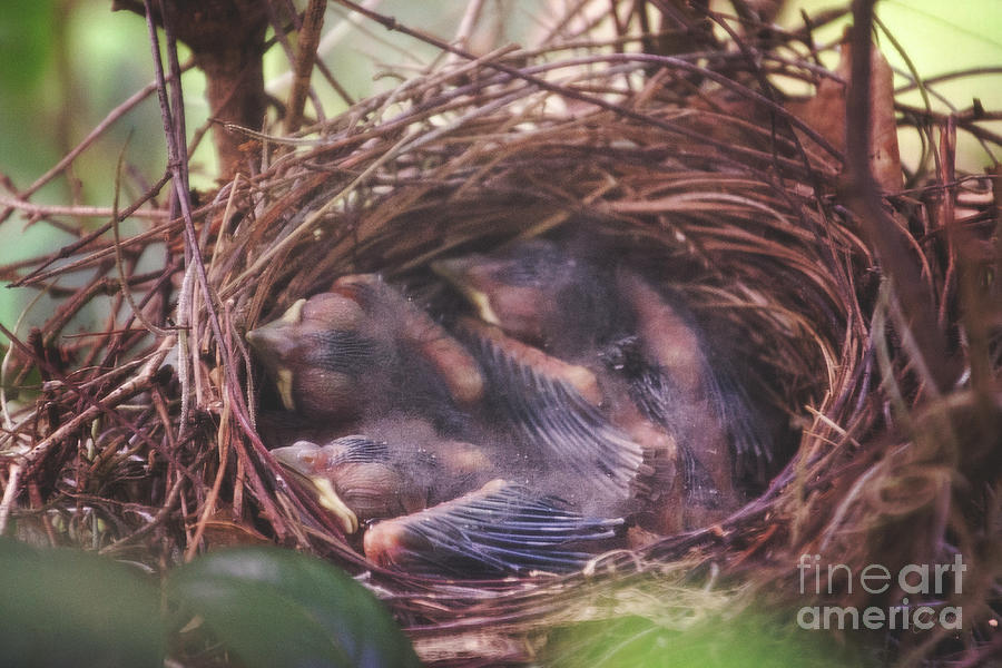 Cardinal Chicks Photograph by Kimberly Chason - Fine Art America