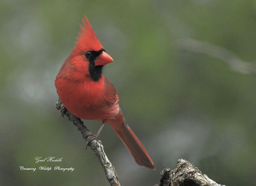 Cardinal Classic-3 Photograph by Gail Huddle | Fine Art America