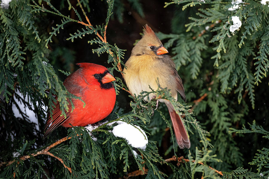 Cardinal Couple Photograph by James Overesch