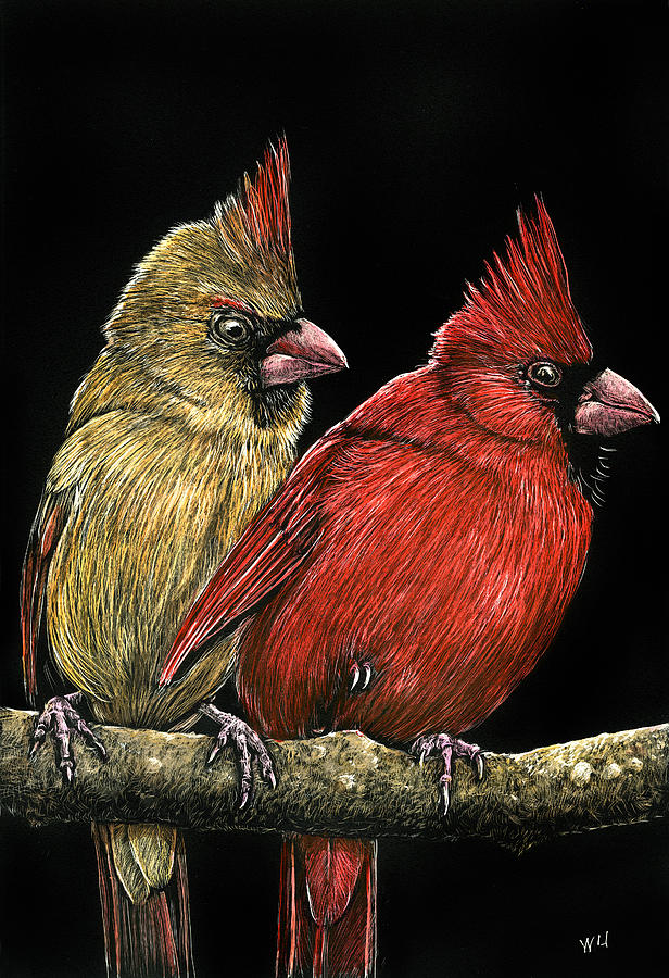 Cardinal Couple Drawing by William Underwood