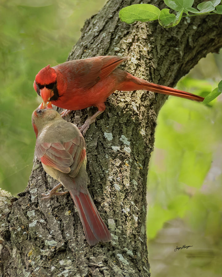 Cardinal Courtship Photograph by Jurgen Lorenzen