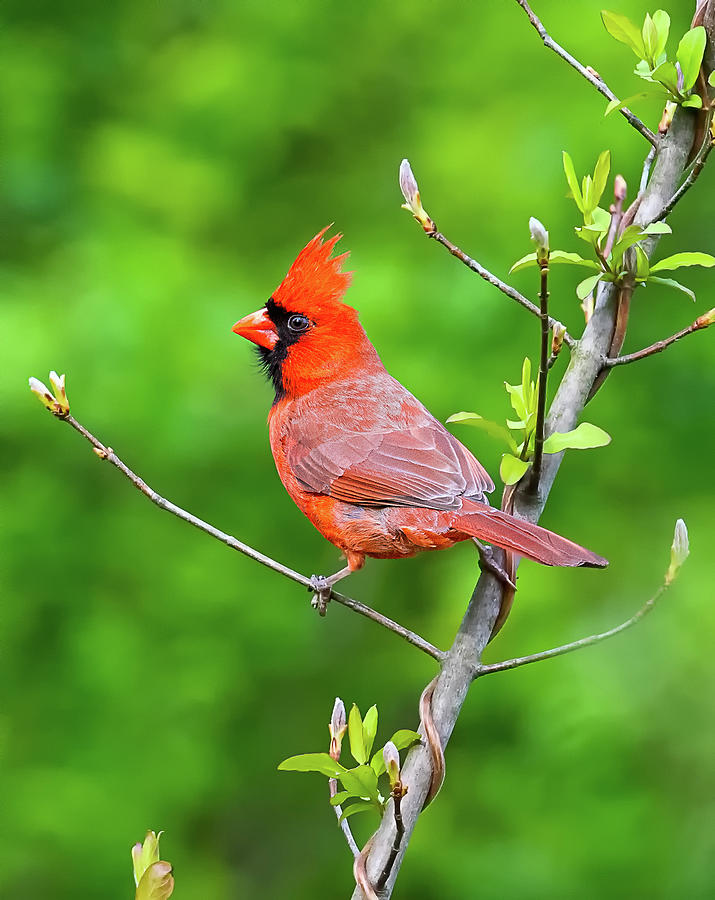 Cardinal Crest Photograph