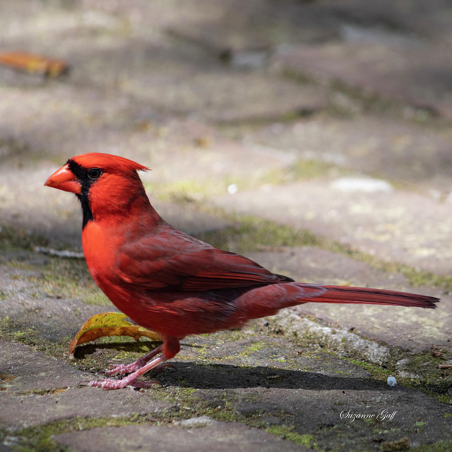 Cardinal Cuteness II Photograph by Suzanne Gaff