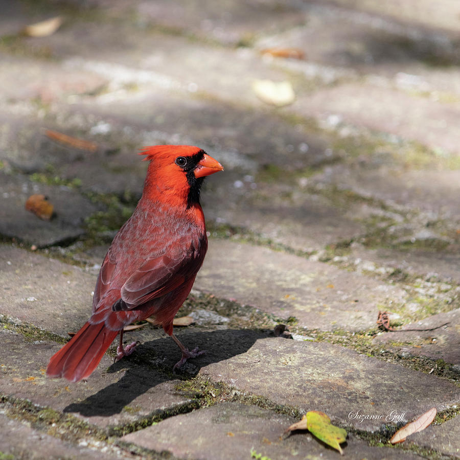 Cardinal Cuteness Photograph by Suzanne Gaff