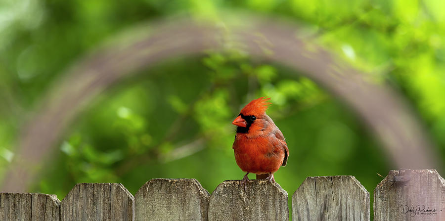 Cardinal Photograph by Debby Richards