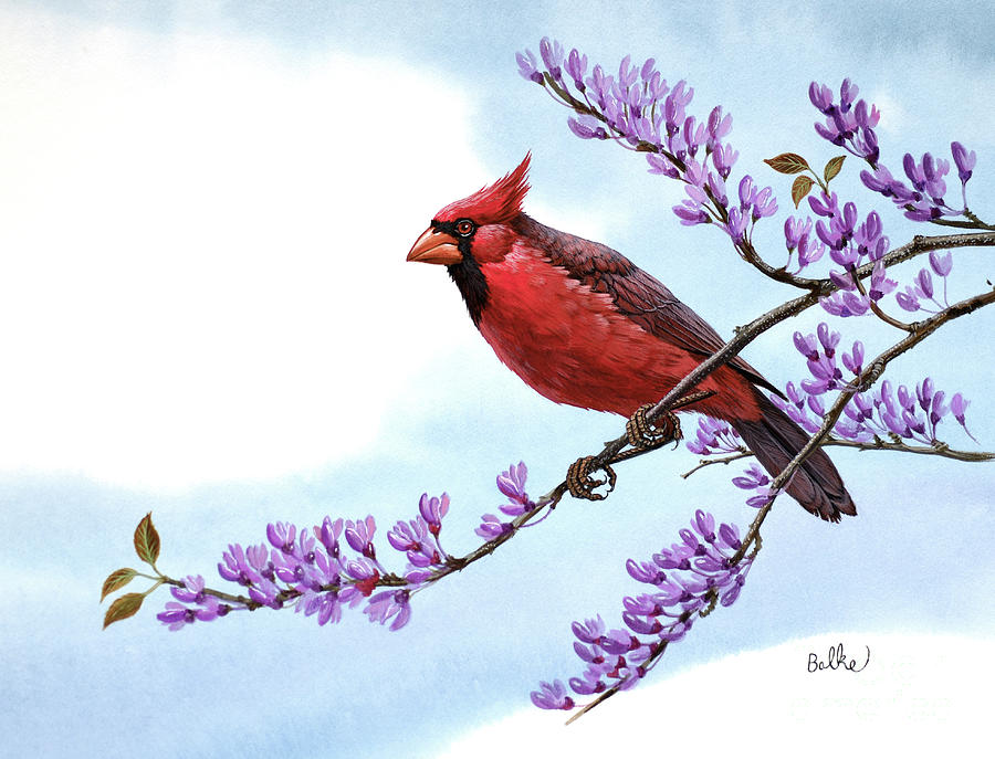 Cardinal Painting by Don Balke