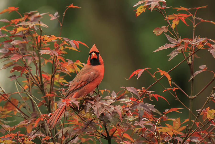 Cardinal Photograph by Doug McPherson