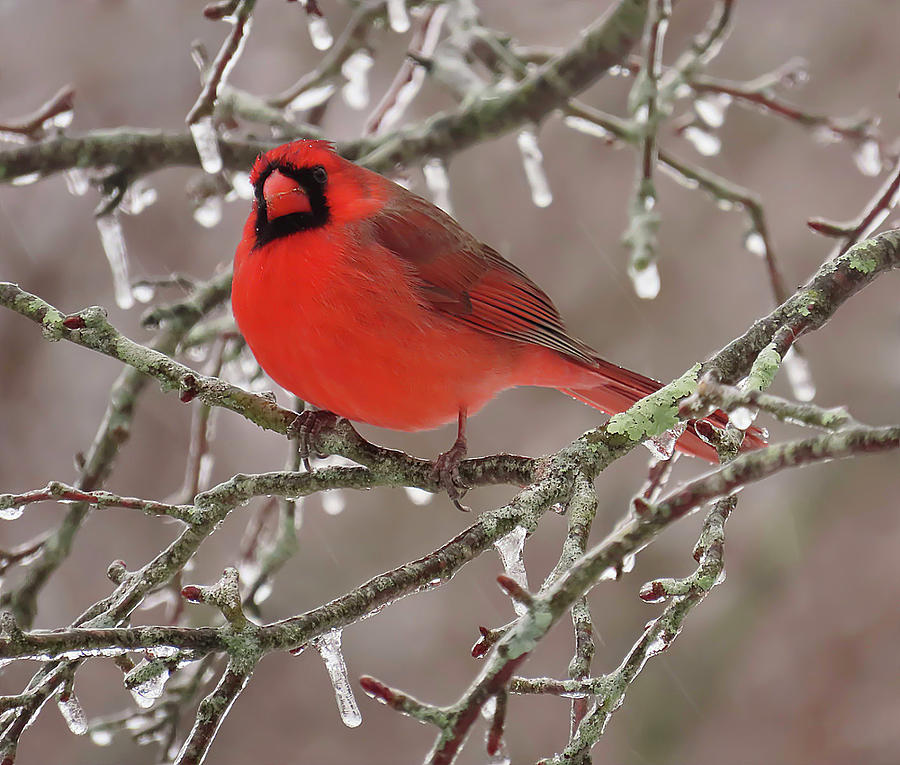 Cardinal During Ice Storm Photograph by Rebecca Grzenda - Pixels