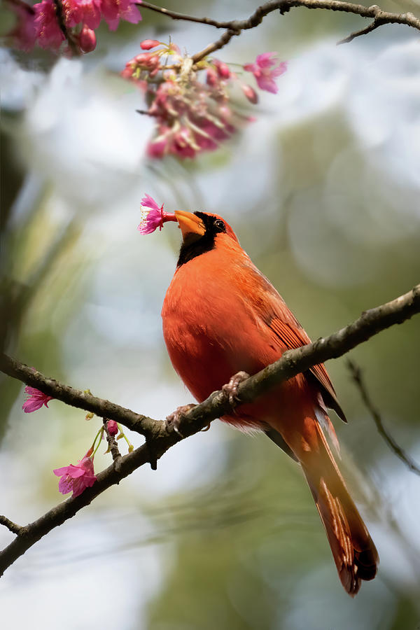 Cardinal Eating Flowers Photograph by Jim Miller