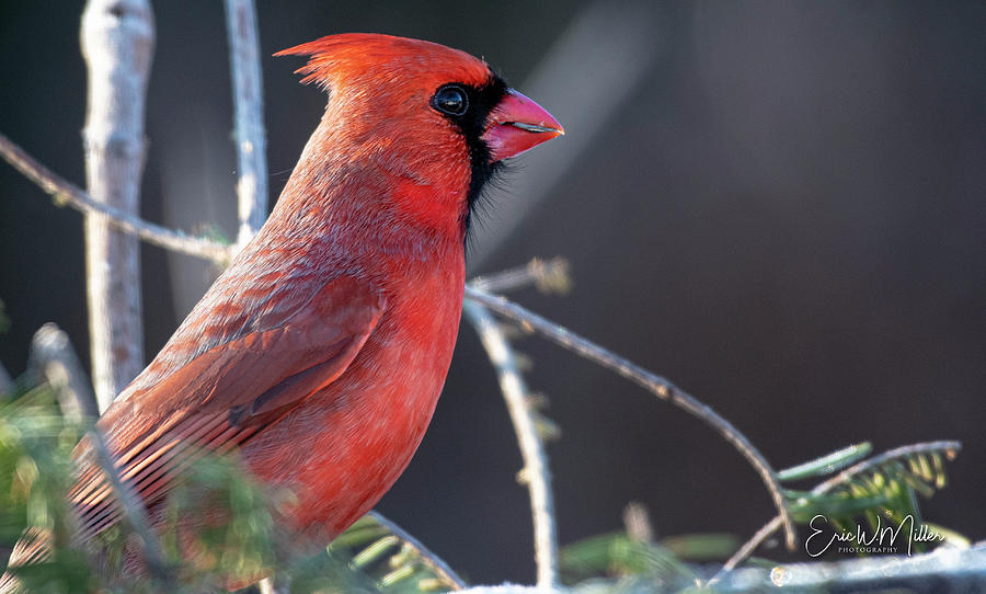 Cardinal Photograph by Eric Miller