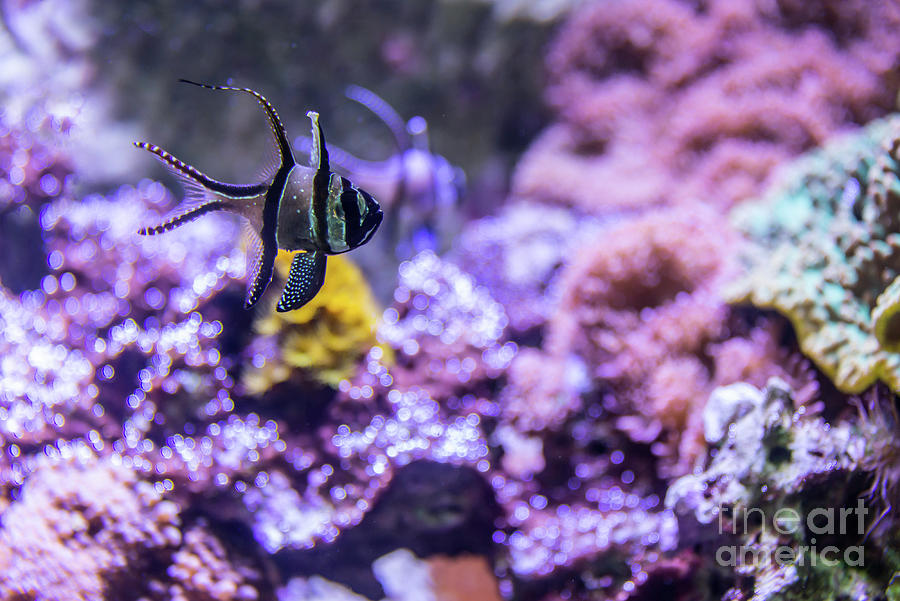 Cardinal fish Photograph by Delphimages Photo Creations