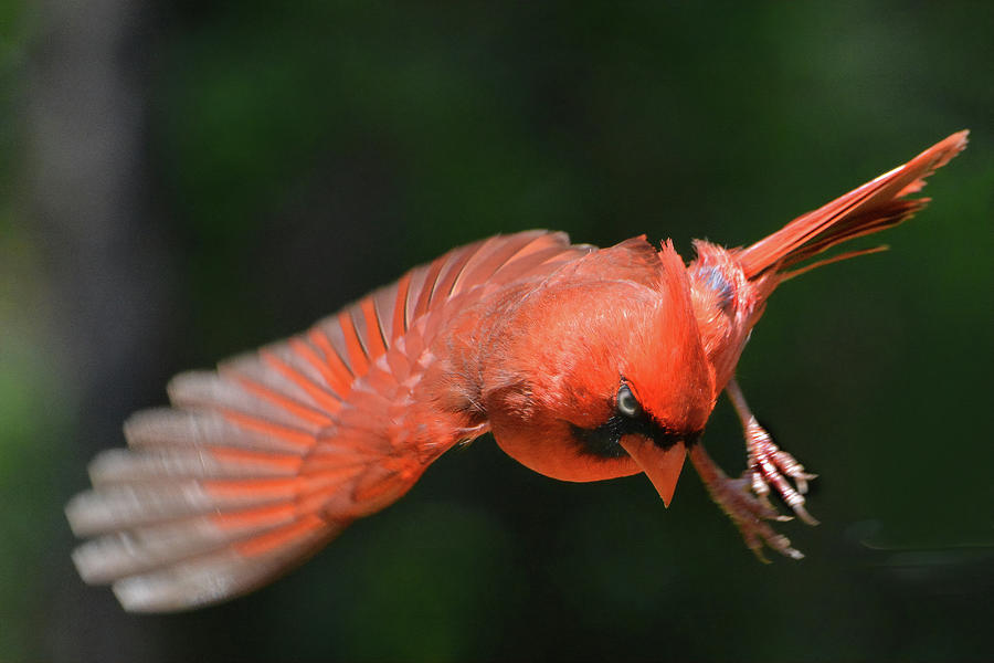 Cardinal Flight Photograph by Jerry Griffin
