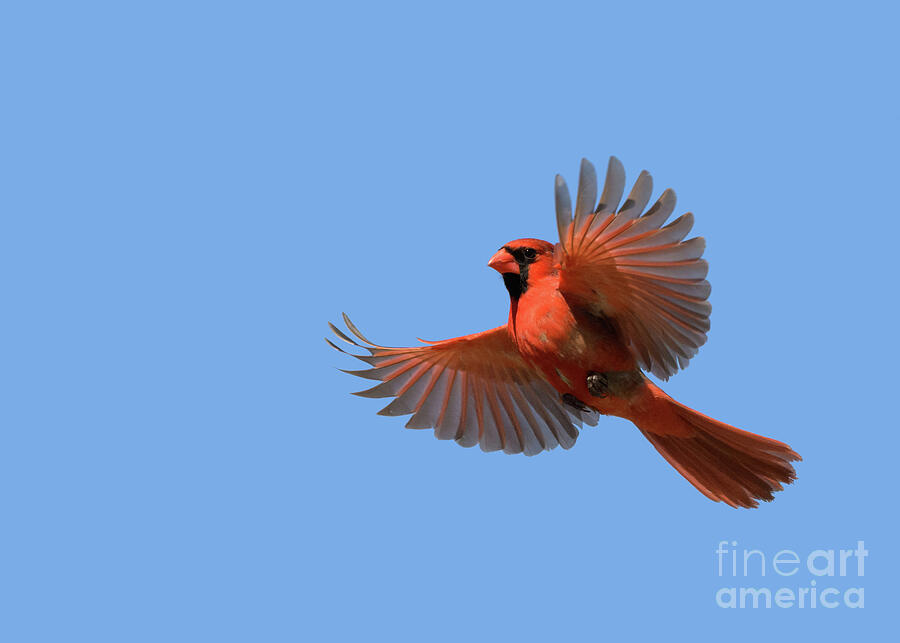 Cardinal Photograph - Cardinal Flight by Sari ONeal