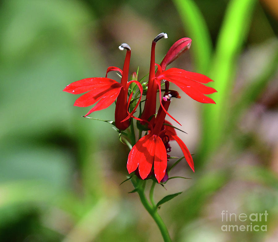 Cardinal Flower Photograph by Cindy Manero
