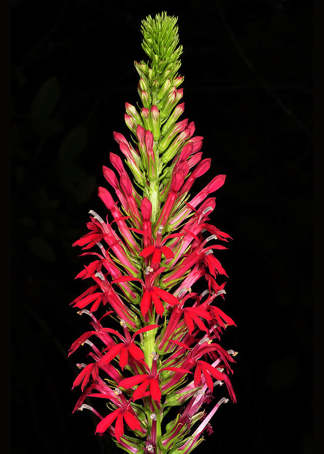 Cardinal flower Photograph by Ted Eubanks Fine Art America