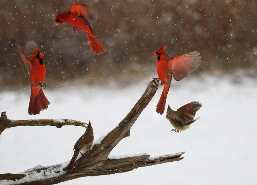 Cardinal Frenzie Photograph by Brook Burling