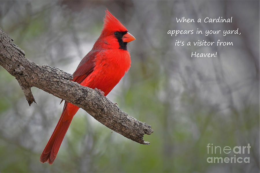 Cardinal From Heaven Photograph
