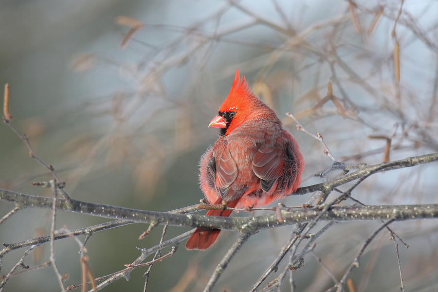Cardinal Frosted Eyebrows Photograph by Brook Burling