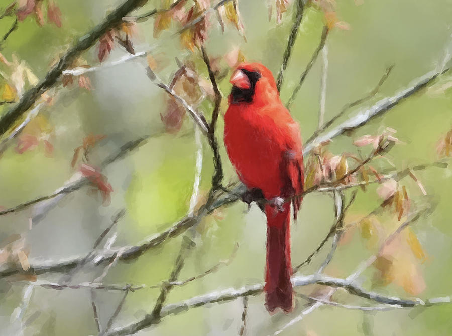Cardinal Painting by Gary Arnold