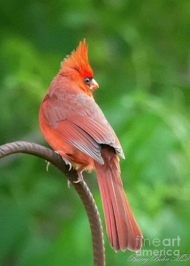 Cardinal glancing Photograph by Barry Bohn