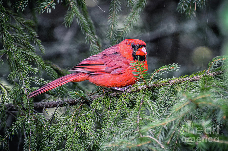 Cardinal Greeting Photograph by Kevin Fortier
