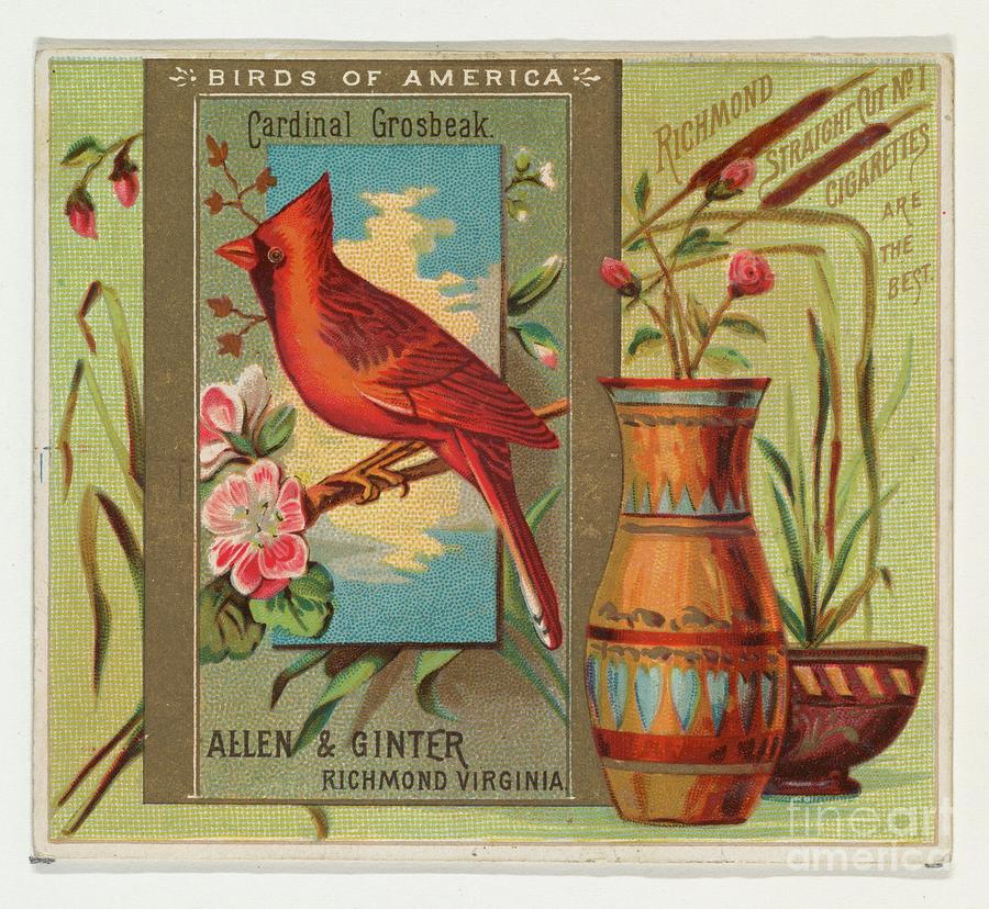 Cardinal Grosbeak, from the Birds of America series N37 for Allen Ginter Cigarettes Painting by Shop Ability