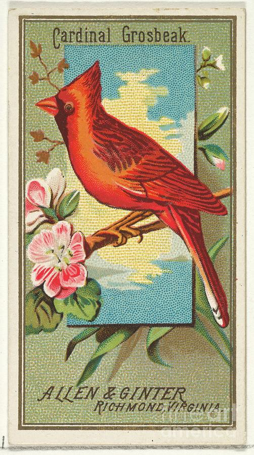 Cardinal Grosbeak, from the Birds of America series N4 for Allen Ginter Cigarettes Brands Painting by Shop Ability