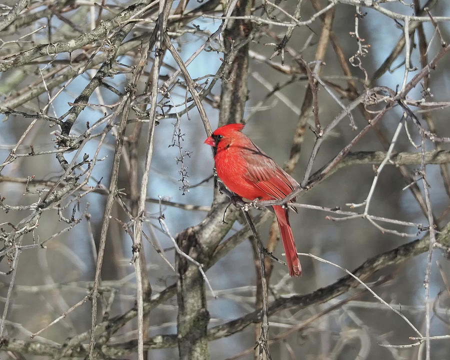 Cardinal I Photograph by Scott Olsen