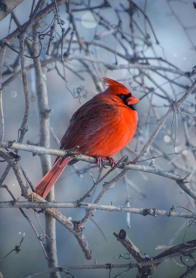 Cardinal II Photograph by Shannon Kelly