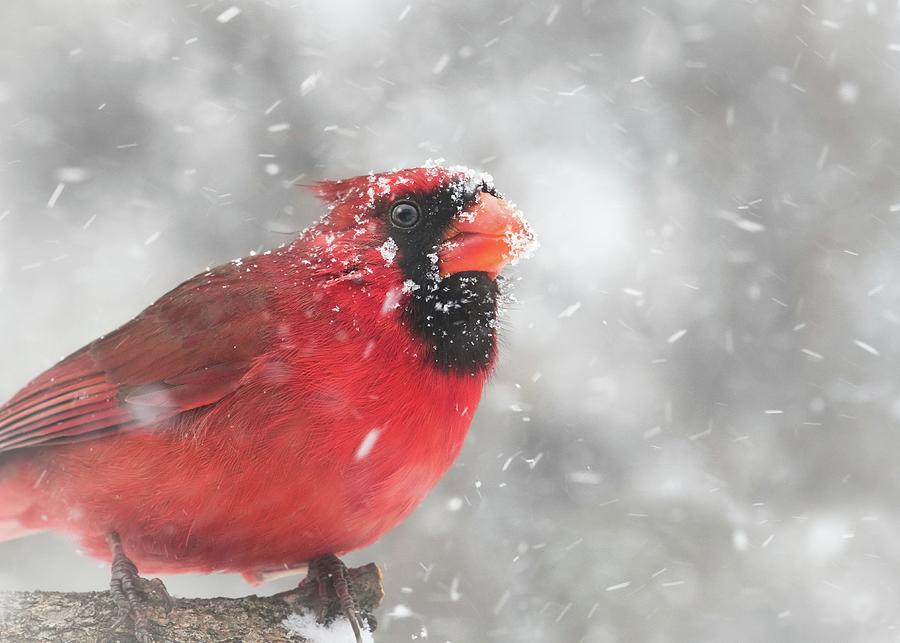Cardinal in a Minnesota snow storm Photograph by Jim Hughes