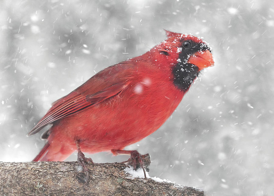 Cardinal in a Snowstorm Photograph by Jim Hughes