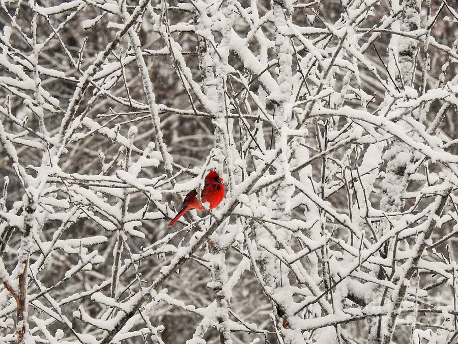Cardinal in a Snowy Tree Photograph by Eunice Miller