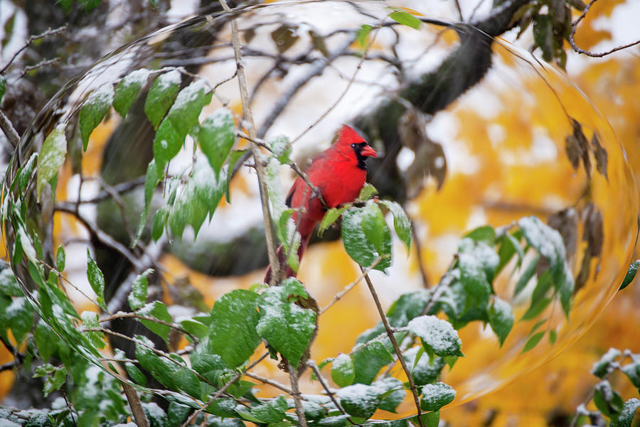 Cardinal in Autumn Snow Photograph by Diane Lindon Coy