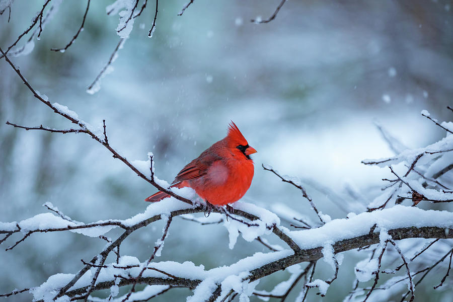 Cardinal in December Photograph by Rachel Morrison