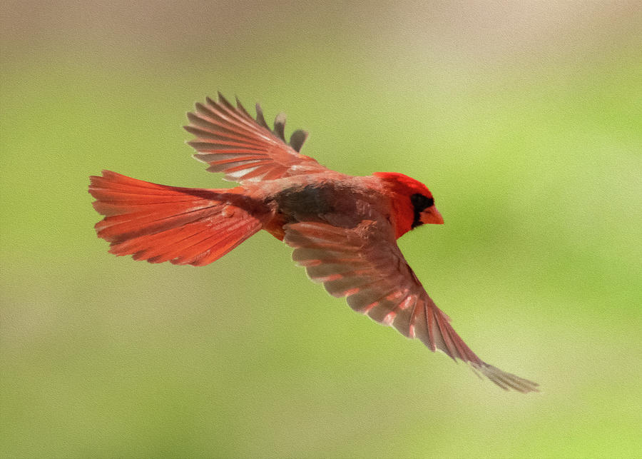 Cardinal In Flight Photograph