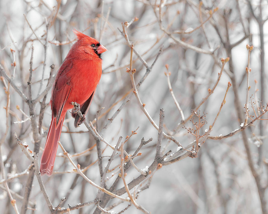 Cardinal in March Photograph by Jim Hughes