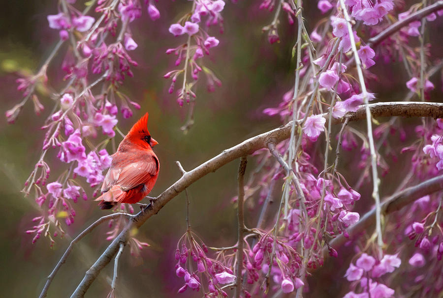 Cardinal in Pink Photograph by Deborah Penland