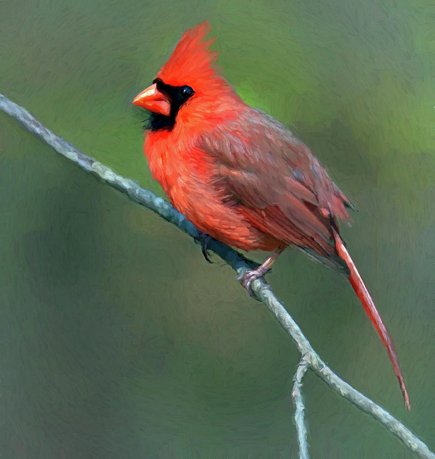 Cardinal in Profile Photograph by Art Cole