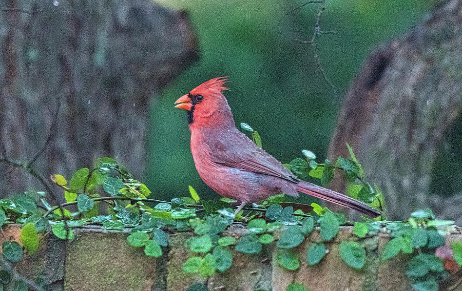 Cardinal in rain Photograph by John Johnson