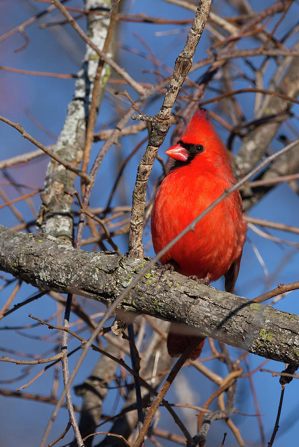 Cardinal In Red Photograph by Flinn Hackett