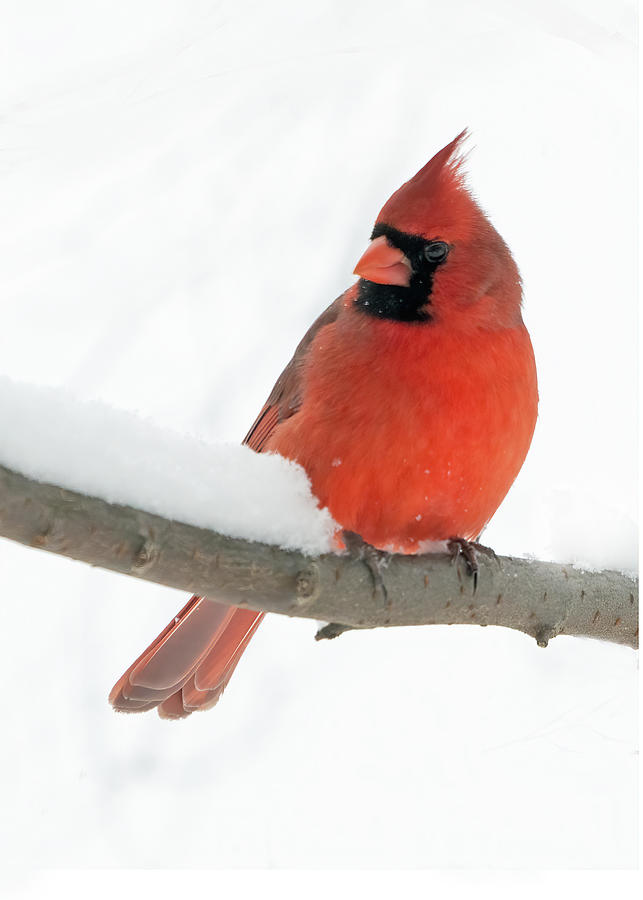 Cardinal in snow Photograph by Jack Nevitt