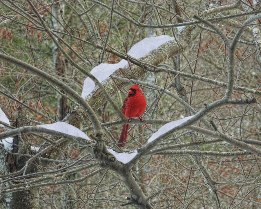 Cardinal in Snow Photograph by Joe Duket