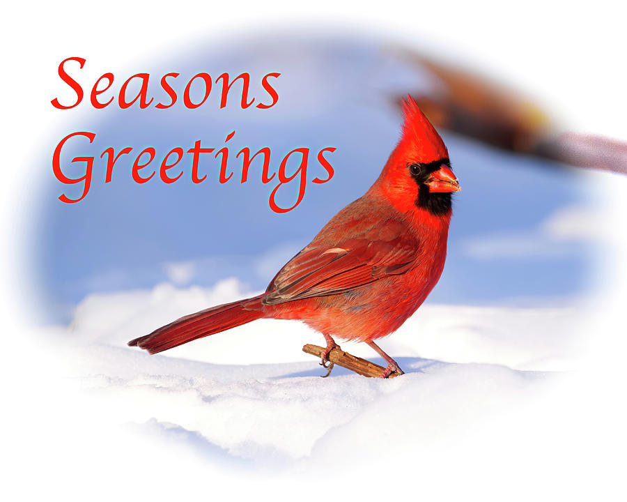 Cardinal in Snow - Seasons Greetings Card Photograph by Flinn Hackett