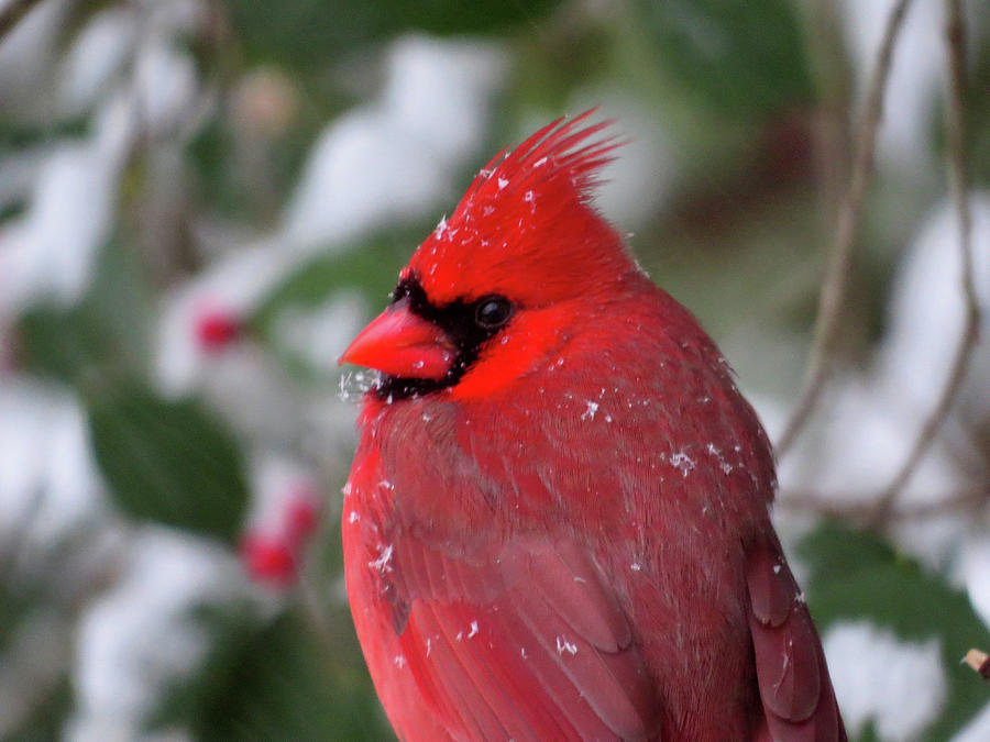 Cardinal in Snowy Holly Tree Photograph by Linda Stern
