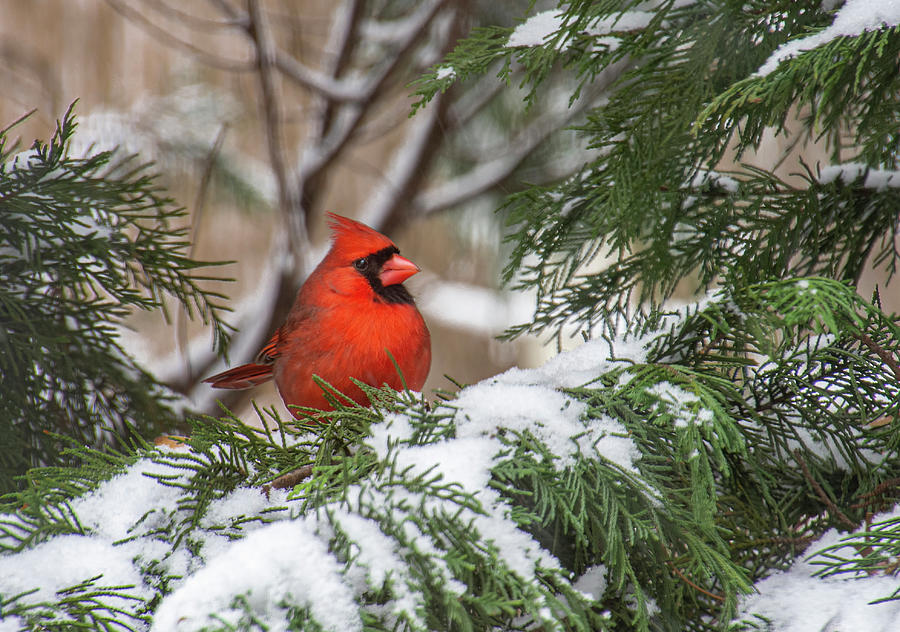 Cardinal in Snowy Tree Photograph by Karen Smale