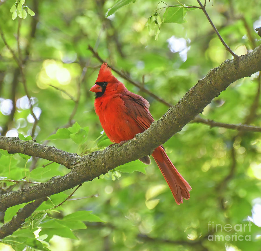 Cardinal In Spring Green Photograph