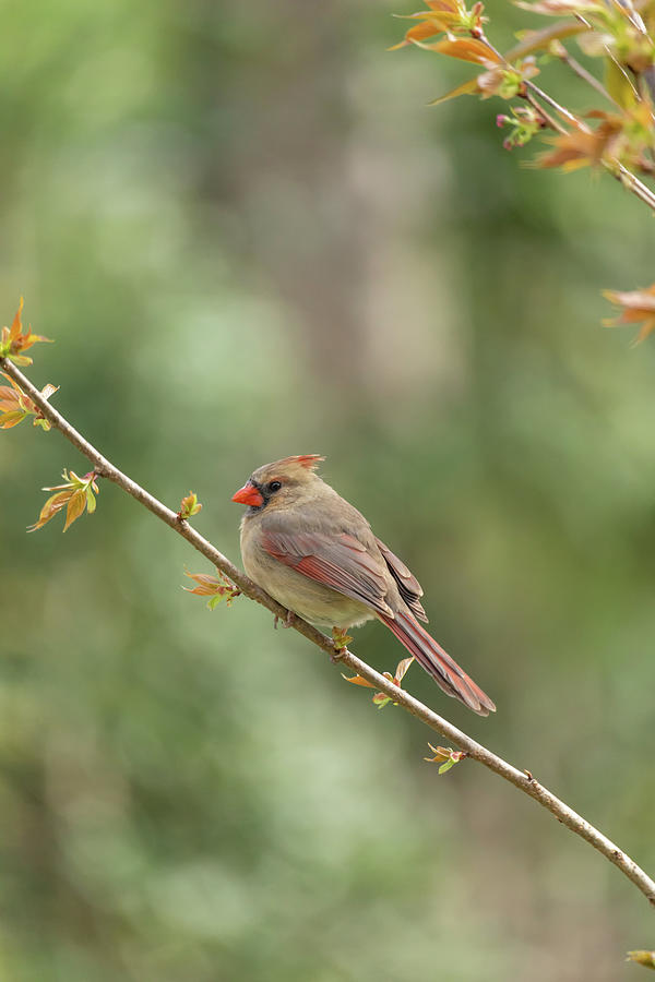 Cardinal in Spring Photograph by Rachel Morrison