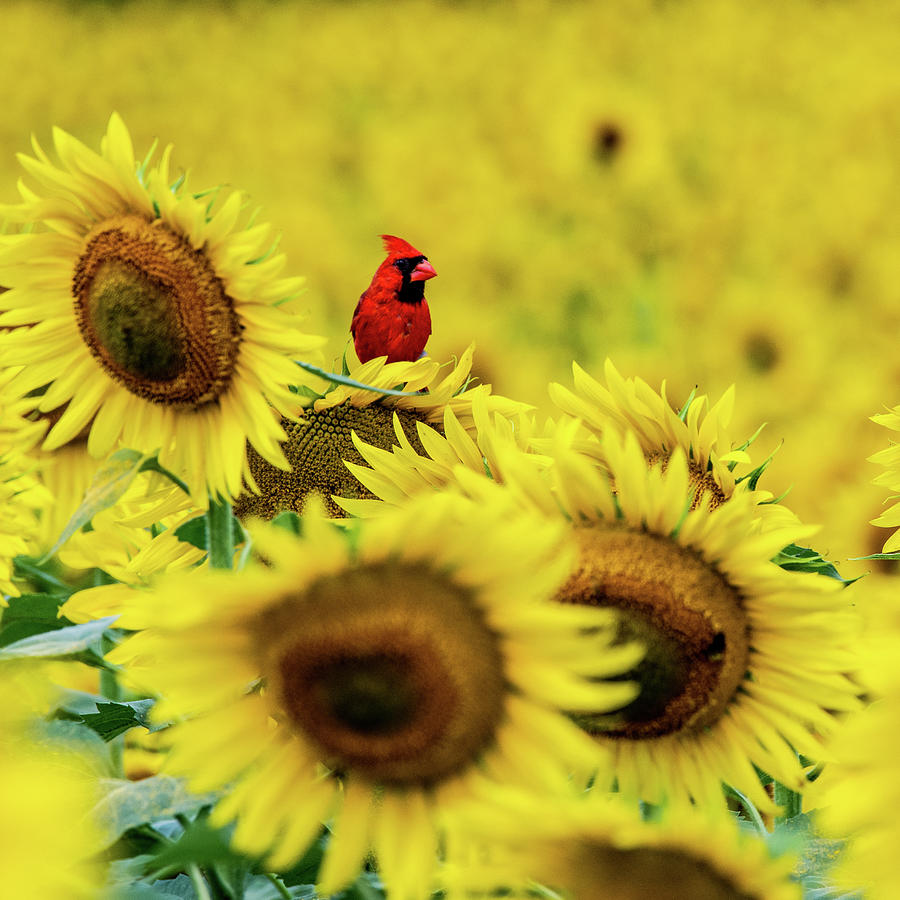 Cardinal in Sunflowers by Patricia Wilkins